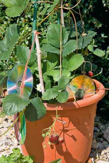 With trees, you could also try hanging plastic bottles, DVDs, or glass candleholders in the branches to deter the birds.